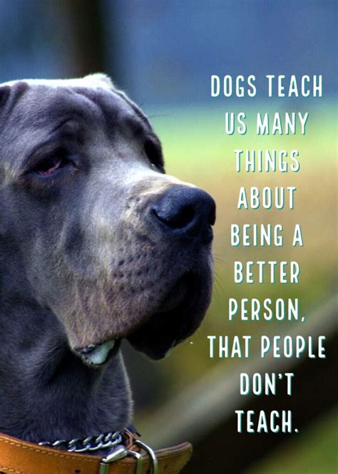 19 Best Quotes About Dogs And People – VitalCute