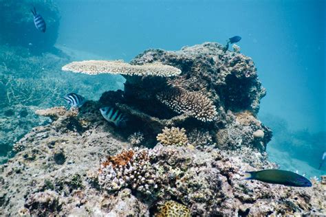 Colorful Coral Reefs of Fiji - Entouriste