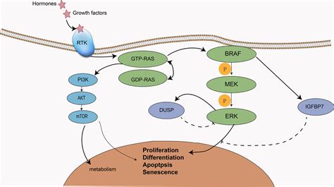 Braf Mapk Pathway