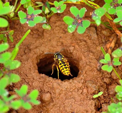 How to Get Rid of Ground Wasps? - Thanos Home