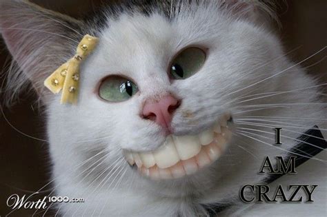 my teeth look like dentures. there not | Crazy cat pictures, Crazy cats ...