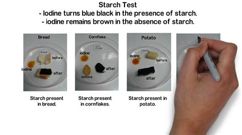 Starch Test - YouTube