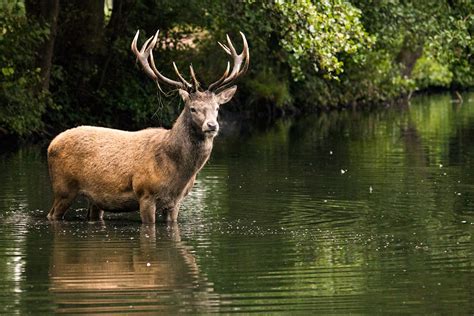 Deer In Water Pictures | Download Free Images on Unsplash