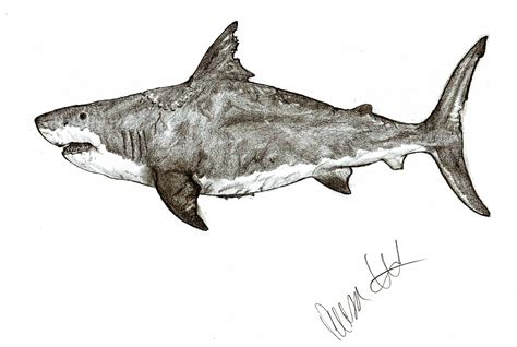 Megalodon by Teratophoneus on DeviantArt