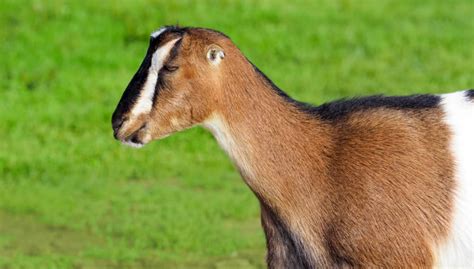 LaMancha Goat: Is This Earless Goat the Right Breed For You?