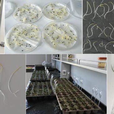 Seed germination and seedling emergence experiment process | Download ...