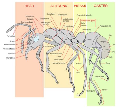 Anatomy of an Ant: The Animal Files