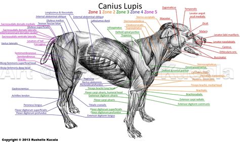 Dog Muscle Anatomy by TheDragonofDoom on DeviantArt