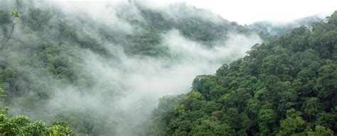 Costa Rica's Wildlife and Where to See it|Cloud forest|Geodyssey