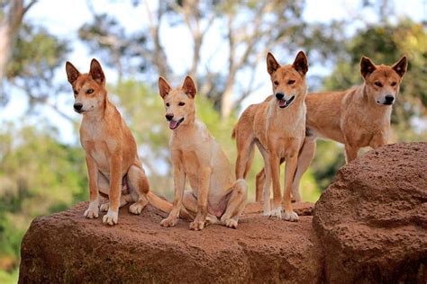 DNA suggests Australia isn’t losing its iconic dingo to interbreeding | New Scientist