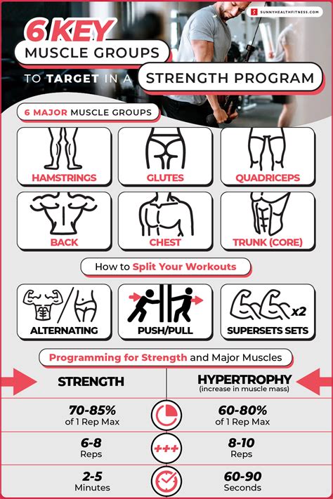 6 Key Muscle Groups to Target in a Strength Program | Sunny Health and Fitness