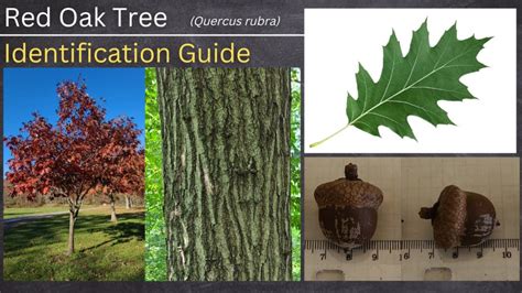 Red Oak Tree – A Complete Guide To What You NEED To Know – GrowIt BuildIT