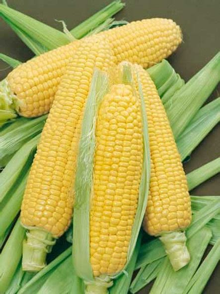 Yellow Corn - Jagung Kuning (1kg) | balijiwa