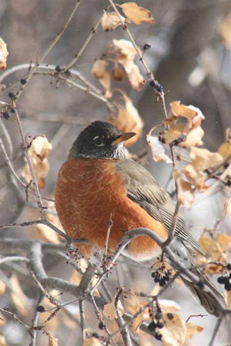 Robin in Winter - FeederWatch