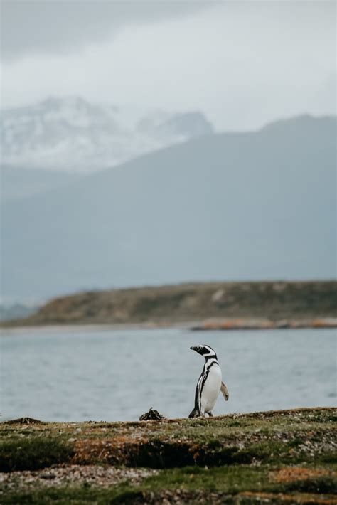 Where to See Penguins in Argentina: 6 Destinations in Patagonia