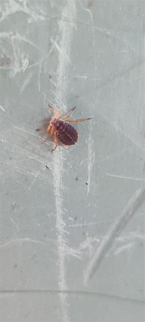 Is this a tick? A bunch are on my patio furniture. : r/BurlingtonON