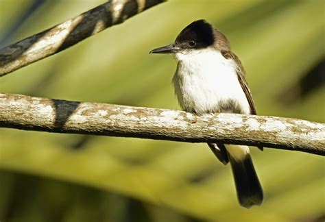 Jamaica – Birds