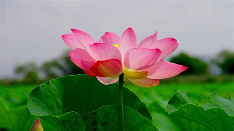 4K Pink Lotus Flower Picture for Nature Wallpaper - HD Wallpapers | Wallpapers Download | High ...