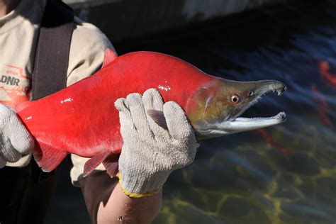 9 places to see bright red kokanee salmon in Utah this fall | KOAl ...