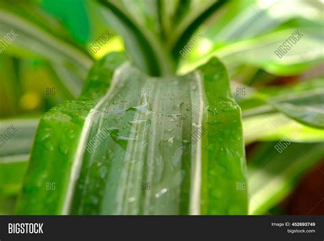 Screw Pine Plant Tree Image & Photo (Free Trial) | Bigstock