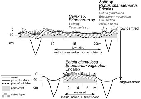 Schematic diagram showing three main microhabitats of ice-wedge polygon... | Download Scientific ...