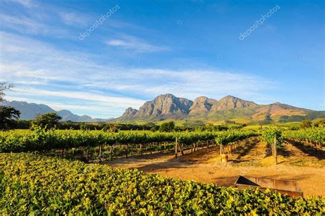 Stellenbosch Vineyards, Cape Town, South Africa — Stock Photo © danedwards #129147820