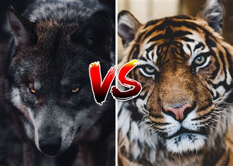 Do Wolves and Tigers Live in the Same Area