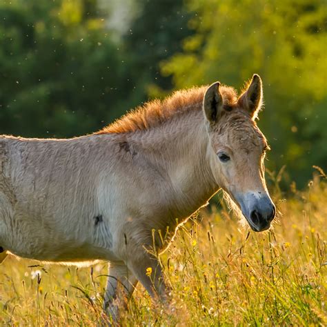 Przewalski's Horse (Equus ferus przewalskii) | about animals