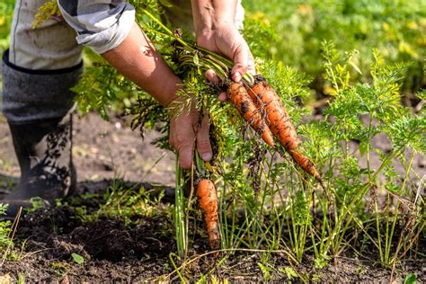 How To Grow Carrots | DIY Garden