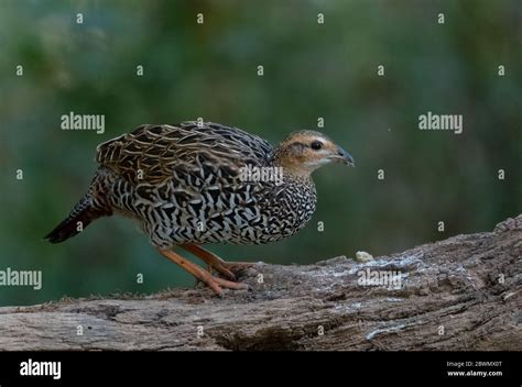 Black Francolin (Francolinus francolinus) female bird photographed in ...