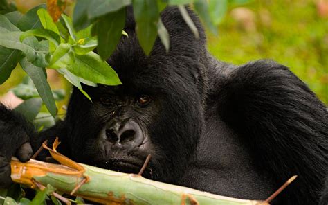 7 Essentials to Consider for a Rwanda Safari Tour | rwanda tours