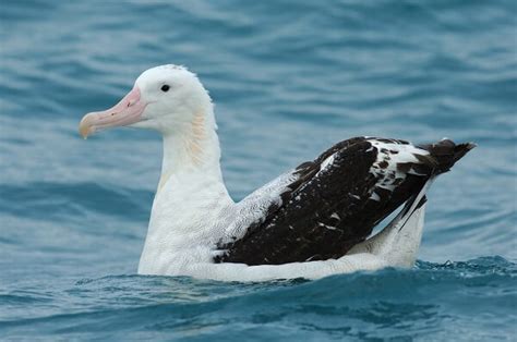 Wandering Albatross - Facts and Beyond | Biology Dictionary