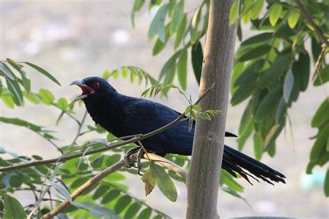 Asian Koel Male Bird Indian - Free photo on Pixabay - Pixabay