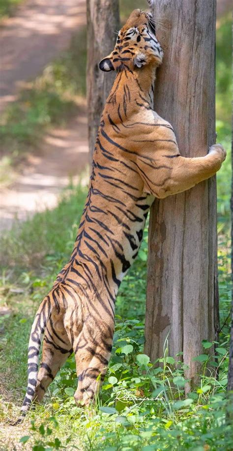 The muscles of a Bengal Tiger - 9GAG