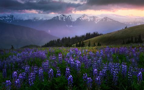 Wildflower Photography Archives - Photo Cascadia