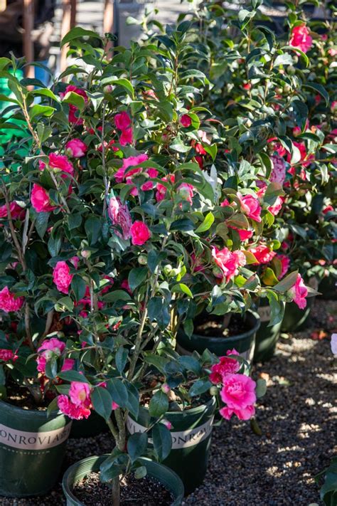 Colorful Camellias | Plants, Lush garden, Shrubs