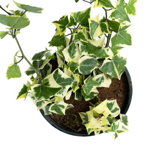 English Ivy | Hedera Helix | The Bagh Store Online Plants Nursery India