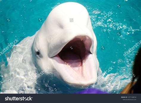 Beluga Whale Opens Mouth Waits Feeding Stock Photo 1371168818 ...