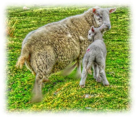 Weird Sheep (experimental) | Long exposure of sheep, local c… | Flickr