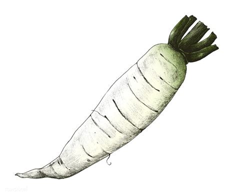 Hand drawn daikon Chinese radish | free image by rawpixel.com | How to ...