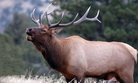 Sound Gallery - Elk bugle - Natural Sounds (U.S. National Park Service)