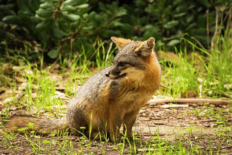 Island Fox (urocyon Littoralis Photograph by Russ Bishop