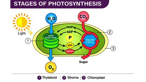 How do plants use water in photosynthesis?