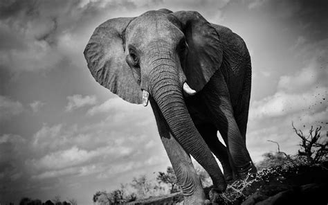 Elephant Art Wallpaper (68+ images)