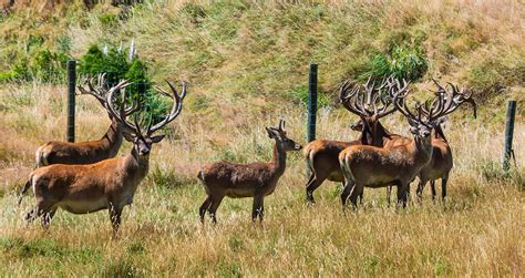 Deer Farming: The Complete Guide to Raising Deer for Meat