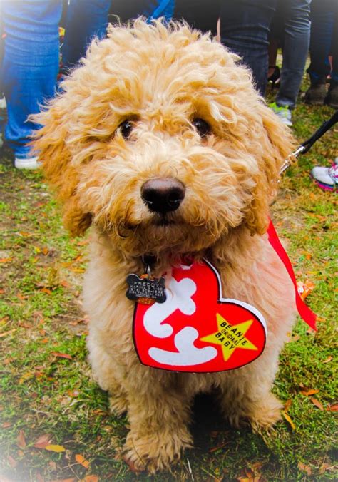 beanie baby dog costume - BarkBlaster