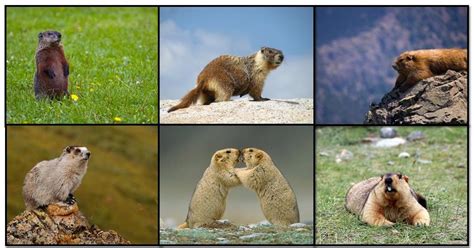 3. Examples of marmot species showing the characteristic morphology of ...