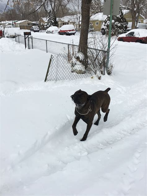 Tyron's snow day 26 months old | Cane corso, Animals, Snow day