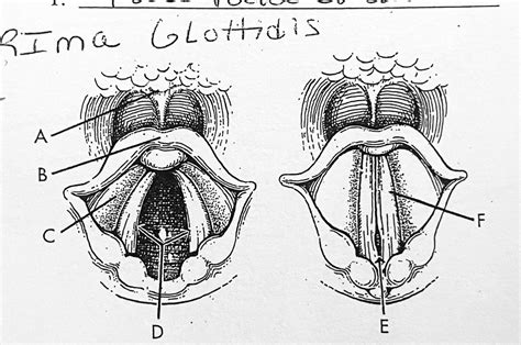 ANATOMY 2 - RIMA GLOTTIDIS (LABELING) Diagram | Quizlet