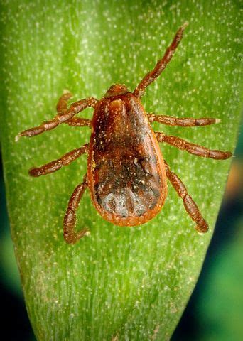 Brown Dog Tick - Removal, Treatment, Prevention of Dog Ticks